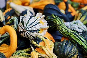 Dinosaur Gourds Seeds